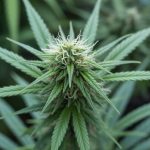 CBD et digestion : peut-il soulager les troubles gastro-intestinaux ?