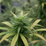 CBD et dépendance : le cannabidiol peut-il aider au sevrage du cannabis riche en THC ?