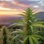 Weed CBD vs cannabis classique : quelles différences en termes d’effets, de légalité et de santé ?