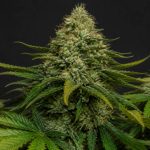 Amnésia haze : tout savoir sur cette variété de cannabis