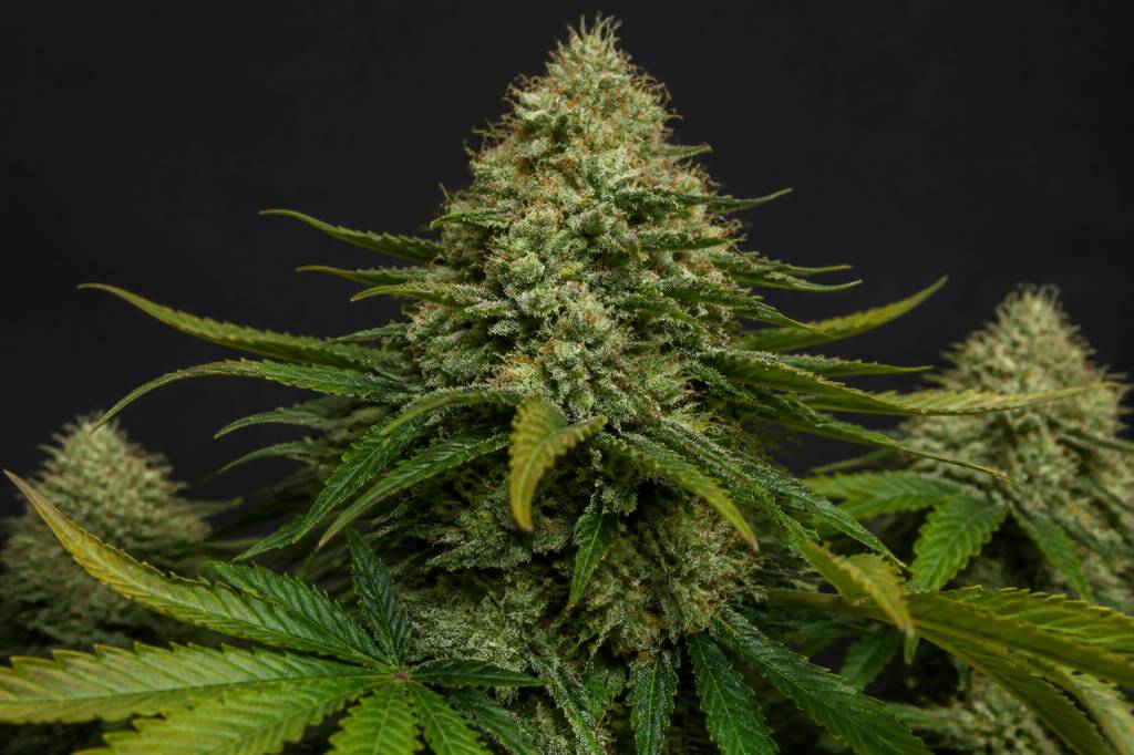 Amnésia haze : tout savoir sur cette variété de cannabis