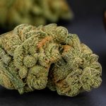 Sour diesel : origines, effets et caractéristiques de cette variété de cannabis