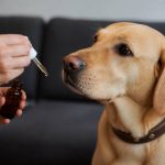 Cbd pour chien : bienfaits, dosage et précautions d’utilisation