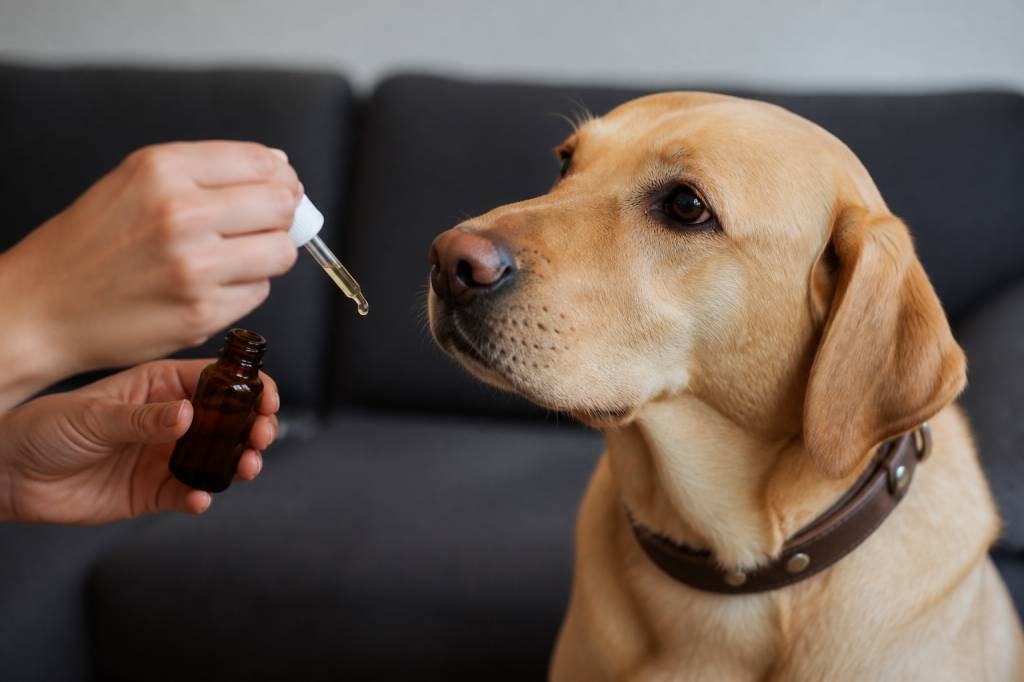 Cbd pour chien : bienfaits, dosage et précautions d’utilisation