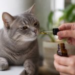 Cbd pour chat : bienfaits, dosage et précautions d’utilisation