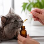 Cannabidiol pour chat : bienfaits, usages et précautions