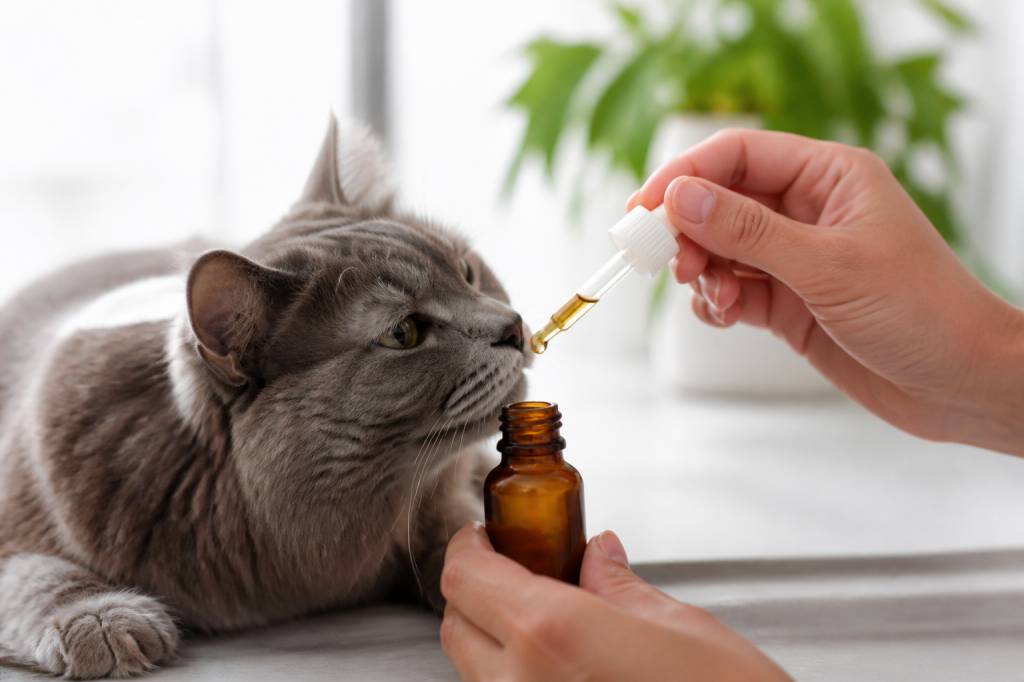 Cannabidiol pour chat : bienfaits, usages et précautions
