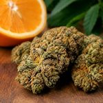 Bud orange : caractéristiques et conseils pour reconnaître cette variété de cannabis