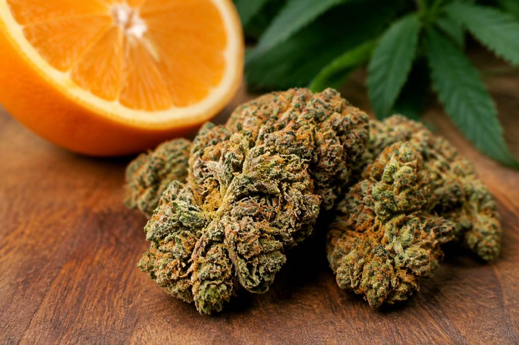 Bud orange : caractéristiques et conseils pour reconnaître cette variété de cannabis